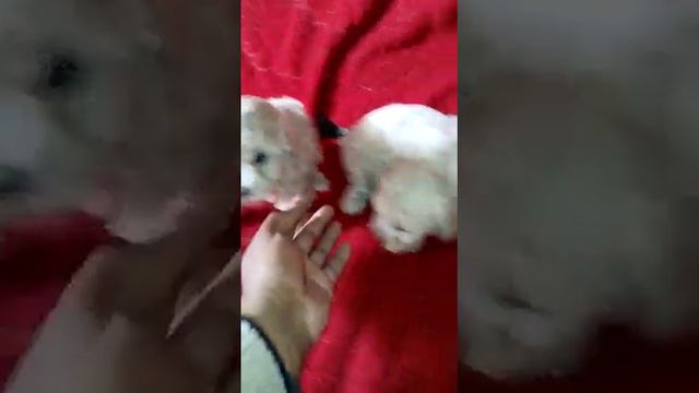 full white poodle puppy available смотреть онлайн