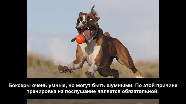 Породы собак|Собаки породы|Немецкий боксер смотреть онлайн