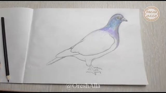 Рисуем голубя. Часть 2. смотреть онлайн