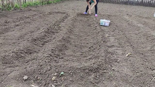 VLOG 12.05.2021 Как садить семейный лук? Обзор сеятеля и другие делишки....