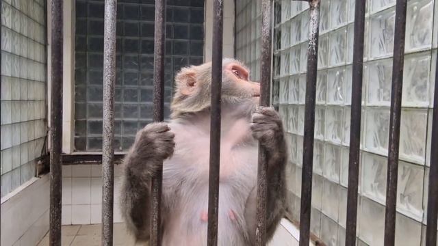 Абхазия, Сухум, Обезьяний питомник :) (сентябрь 2022) смотреть онлайн