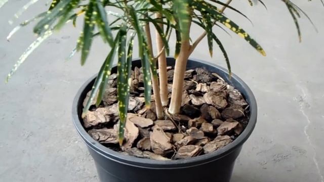 Punctatum Aureum Croton - Pictum Croton