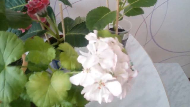 Моя небольшая коллекция фиалочек, глоксиний и пеларгоний.24 июля 2018 г. смотреть онлайн