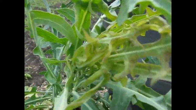 Подсолнух Сумо 2017 обзор после обработки Грастаром смотреть онлайн