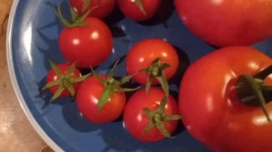 Обзор томатов Черри Сакура