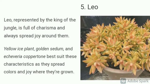 LUCK AND FORTUNES( LUCKY SUCCULENTS )ACCORDING TO ZODIAC SIGNS. SWERTY MO смотреть онлайн