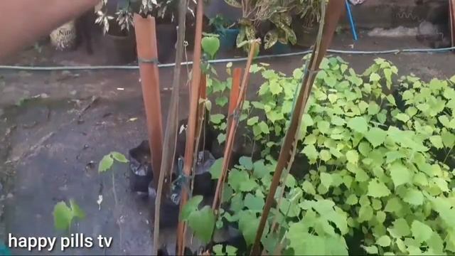 MILYONARYO?sa pagtatanim ng GMELINA?? Posible kaya?/can u Be a millionaire in planting GMELINA tree смотреть онлайн