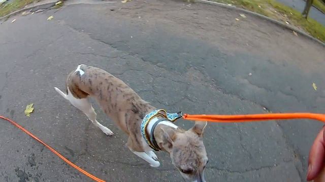 Разбор видео с прогулки. Уиппет Барри. Выпуск 3.2 смотреть онлайн