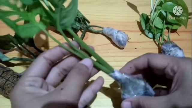 Unboxing tanaman hias super murah!! Monstera Adansonii murah banget смотреть онлайн