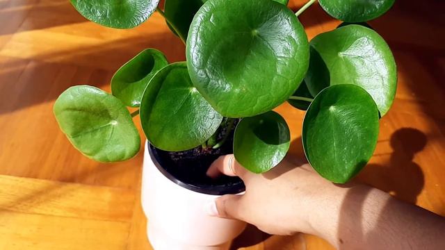 Pilea Peperomioides Care #Chinesemoneyplant смотреть онлайн