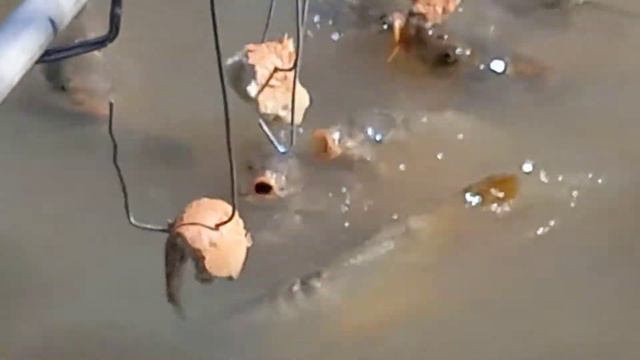 Хуторята уже на хвостах ходят по воде ,,,,,,, смотреть онлайн