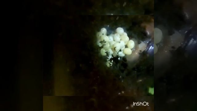 Ахатинская улитка откладывает яйца смотреть онлайн