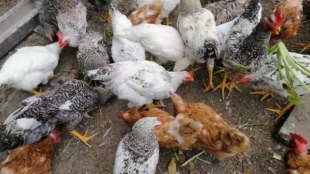 ??НОРМА КОРМА НА ОДНУ НЕСУШКУ в день. УДОБНАЯ ДЛИННАЯ КОРМУШКА. Отвечаю на вопросы смотреть онлайн