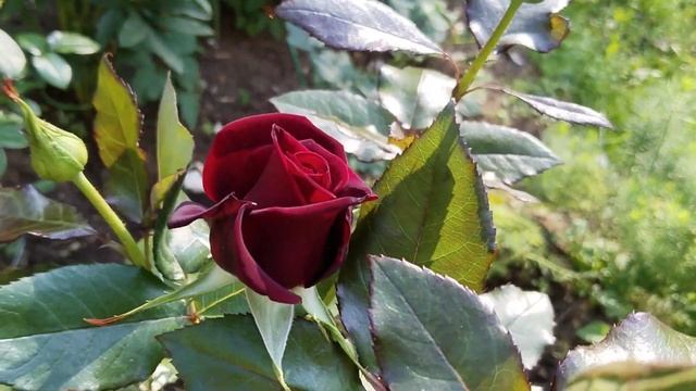 Чайно-гибридная роза Блэк Баккара смотреть онлайн