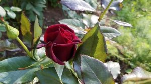 Чайно-гибридная роза Блэк Баккара