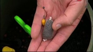 Ловля карпа с Яном Расселом   обучение ловле карпа