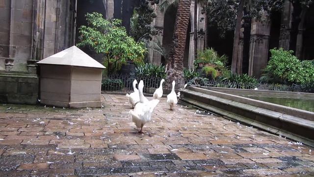 geese in The Cathedral of the Holy Cross and Saint Eulalia смотреть онлайн