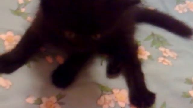 Прикольный котёнок Уголек смотреть онлайн