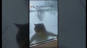 смешные коты