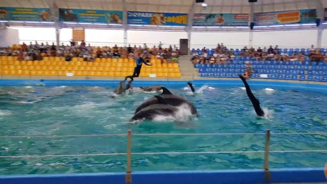 МЕГА трюк 》 дельфинарий НЕМО 》》》 ОДЕССА 2020 смотреть онлайн