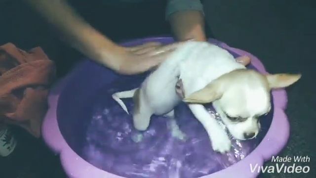 Чихуахуа Белла первое купание? смотреть онлайн