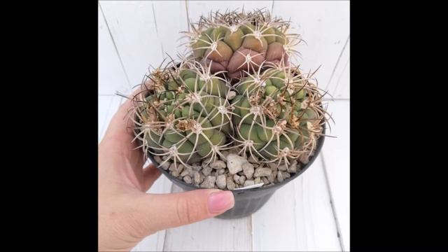 Gymnocalycium Saglionis