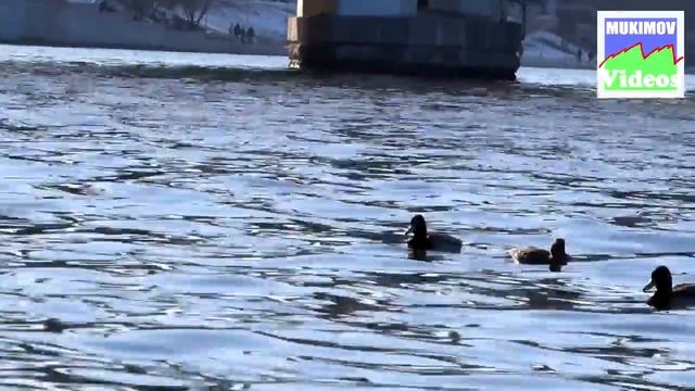 Весна приближается (The Spring is coming) 2016 смотреть онлайн