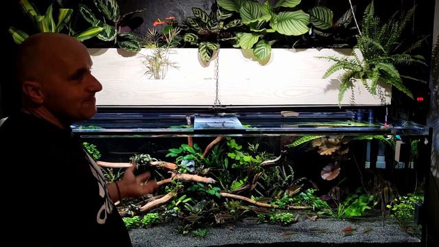 Hydroponika AKwarium Calathea смотреть онлайн