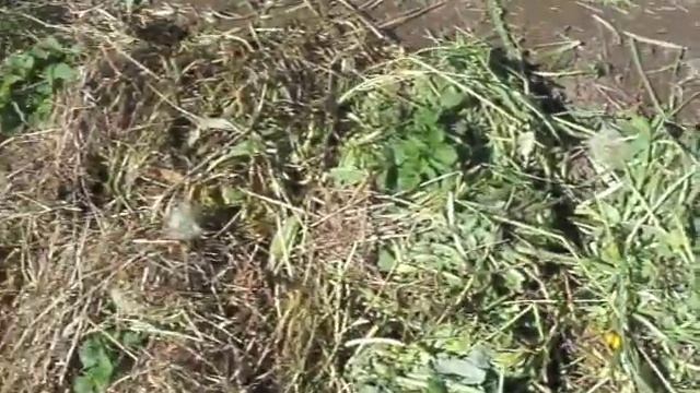 Картофель и водяные крысы. смотреть онлайн