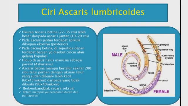Ascaris Lumbricoides||#Nemathelmithes#Nematoda#Zoologi Invertebrata