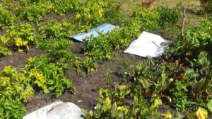 как поймать медведку