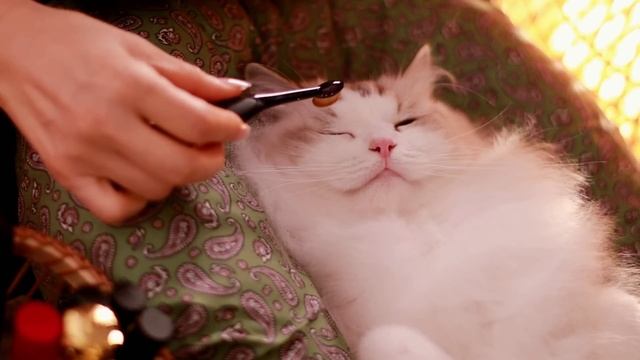 ?Y2K 메이크업?ASMR 고양이 전용 에스테틱 (귀여움 주의?) | Early 2000s Makeup Transformation Cat Spa ASMR