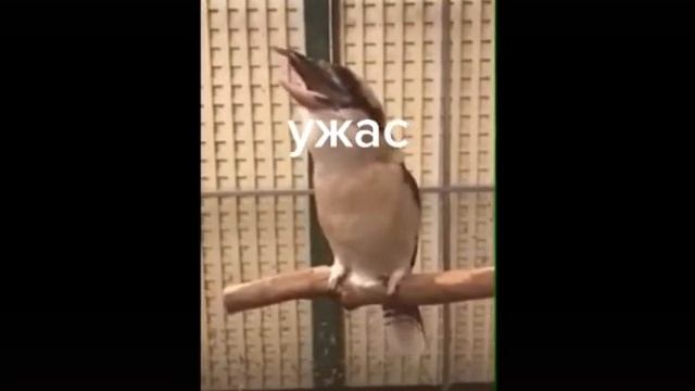 Услышиш эту птицу ночью на болоте обосрёшся смотреть онлайн