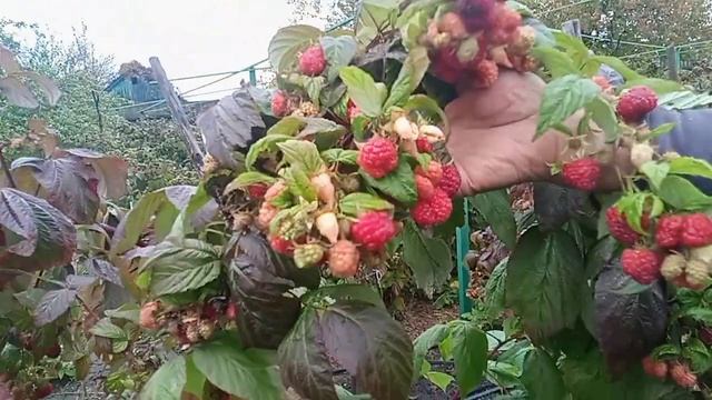 Малина Супер новинки до поздней осени смотреть онлайн