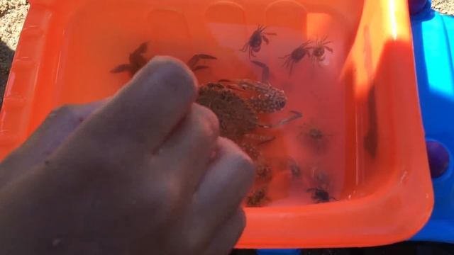 ВЛОГ Ловим крабов и играем с ними Видео Для Детей Игра с крабом Отдых на Море смотреть онлайн