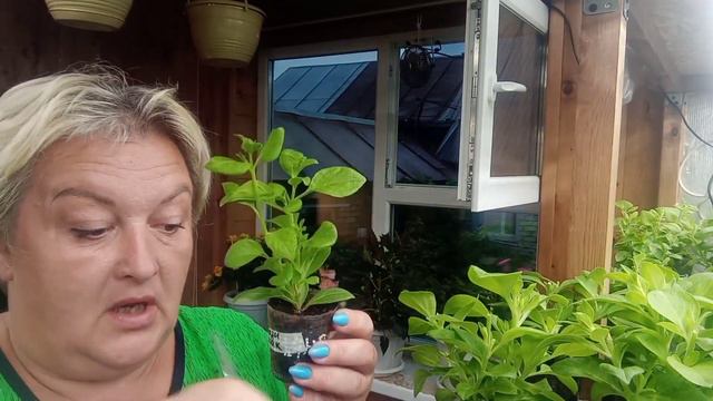 🌺Поговорим!?!🌺Какие растения буду отправлять по ТК.😍 смотреть онлайн