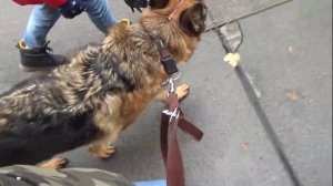 Как отучить собаку тянуть поводок? Немецкая овчарка