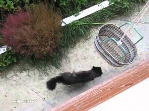 The Return of the Cat / Возвращение кота