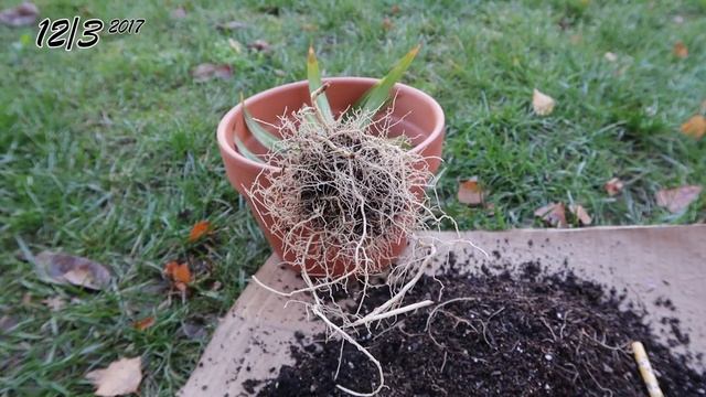 Pandan Leaves (Pandanus amaryllifolius) | Initial Root Prune смотреть онлайн