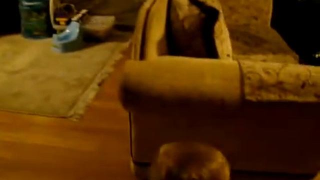 Растяни меха, гармошка!... смотреть онлайн