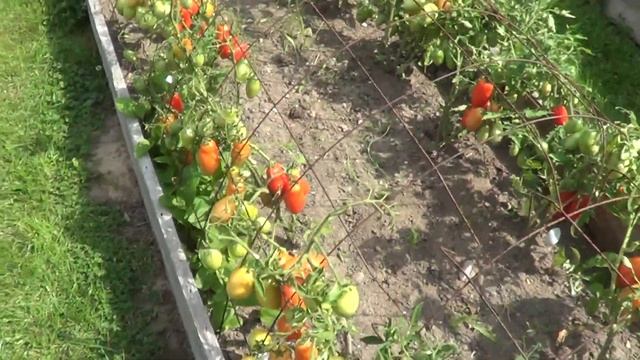 ТОМАТ НЕПАСЫНКУЮЩИЙСЯ 9 смотреть онлайн