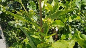 Дивное растение - девясил высокий