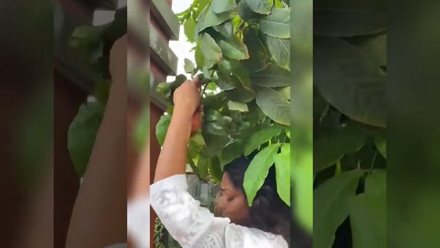 #Shorts|Rambutan harvest |My happiness Project|മുള്ളൻ പഴം|Nephelium Lappaceum |Hybrid fruit plants смотреть онлайн