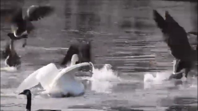 OldGuyDIY Mute & Trumpeter Swans & Geese Swimming Together Making Noise Southern Michigan Spring '2 смотреть онлайн