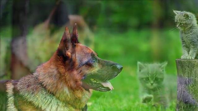 Мы в ответе за тех, кого приручили