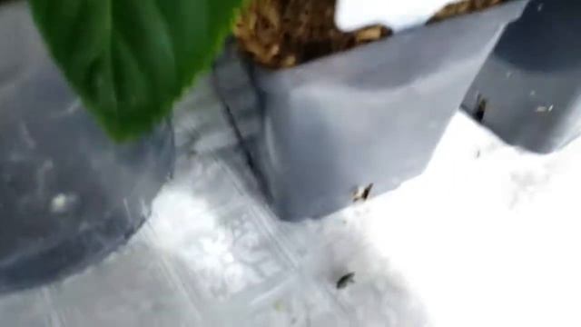 Гортензии в квартире и их сорта . Hydrangea . смотреть онлайн