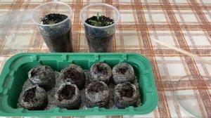 Что делать если не взошли семена