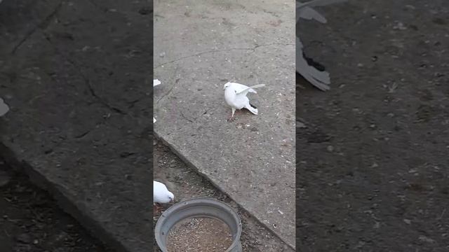 25.04.2022 Бакинские голуби города Гянджа смотреть онлайн