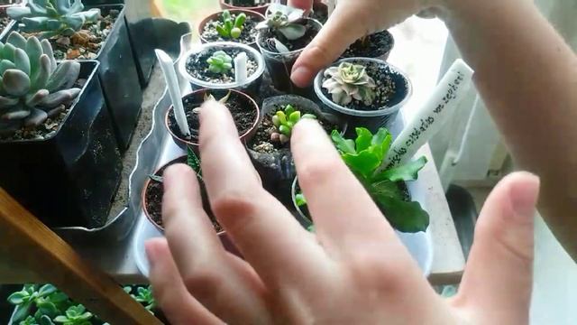 Коллекция суккулентов в комнате #succulents #суккуленты #эхеверия #echeveria #хавортия #haworthia