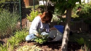 Папоротник. Посадка и уход.